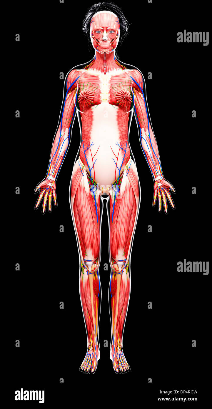 Sistema nervoso umano, artwork Foto Stock