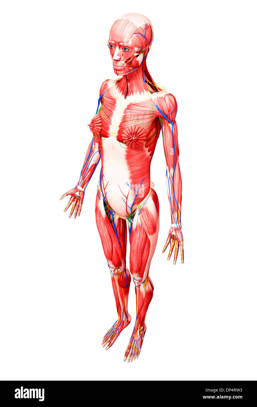 Anatomia femminile, artwork Foto Stock