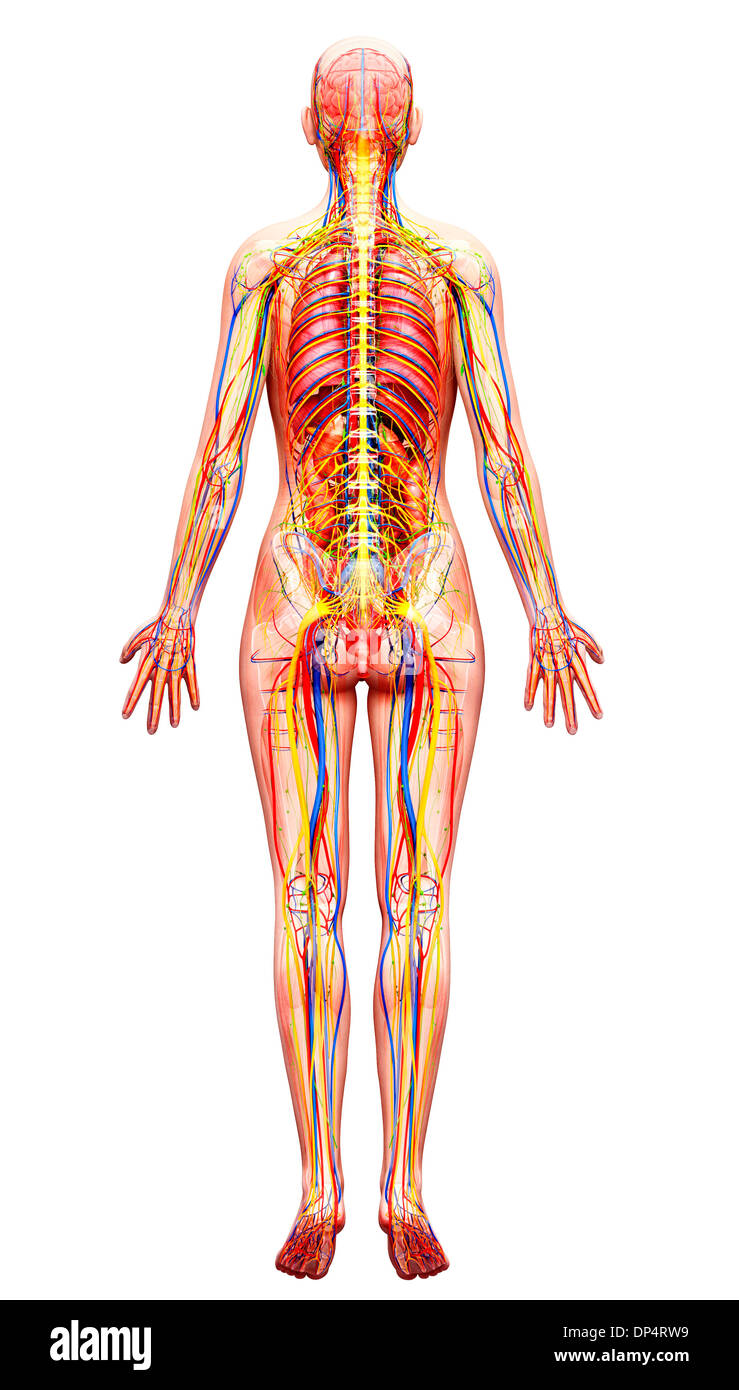 Anatomia femminile, artwork Foto Stock