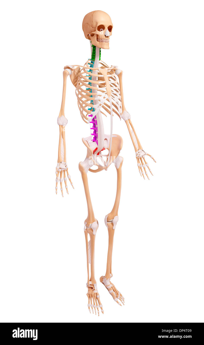Scheletro umano, artwork Foto Stock