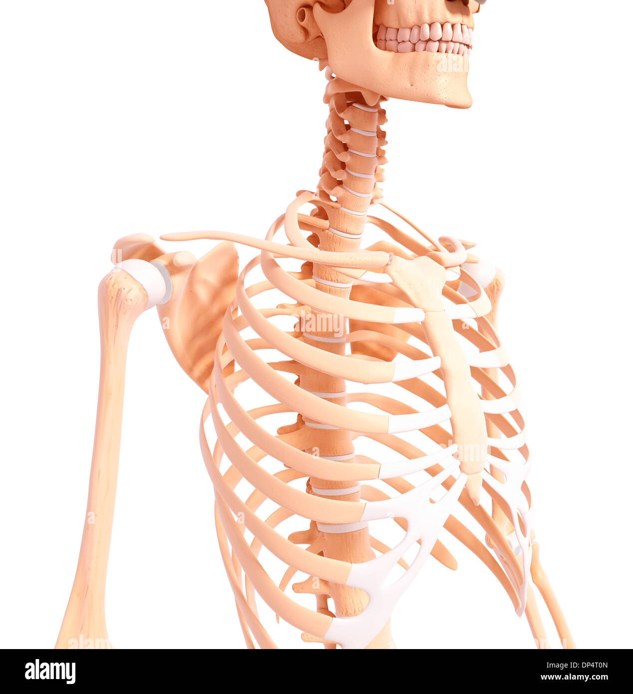 Scheletro umano, artwork Foto Stock