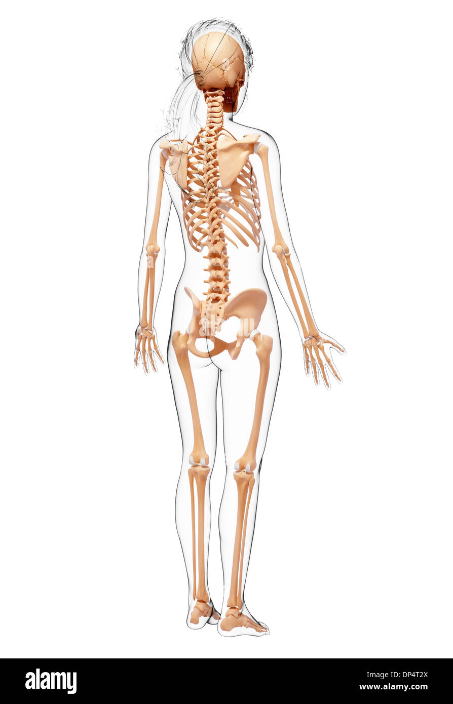 Scheletro femminile, artwork Foto Stock