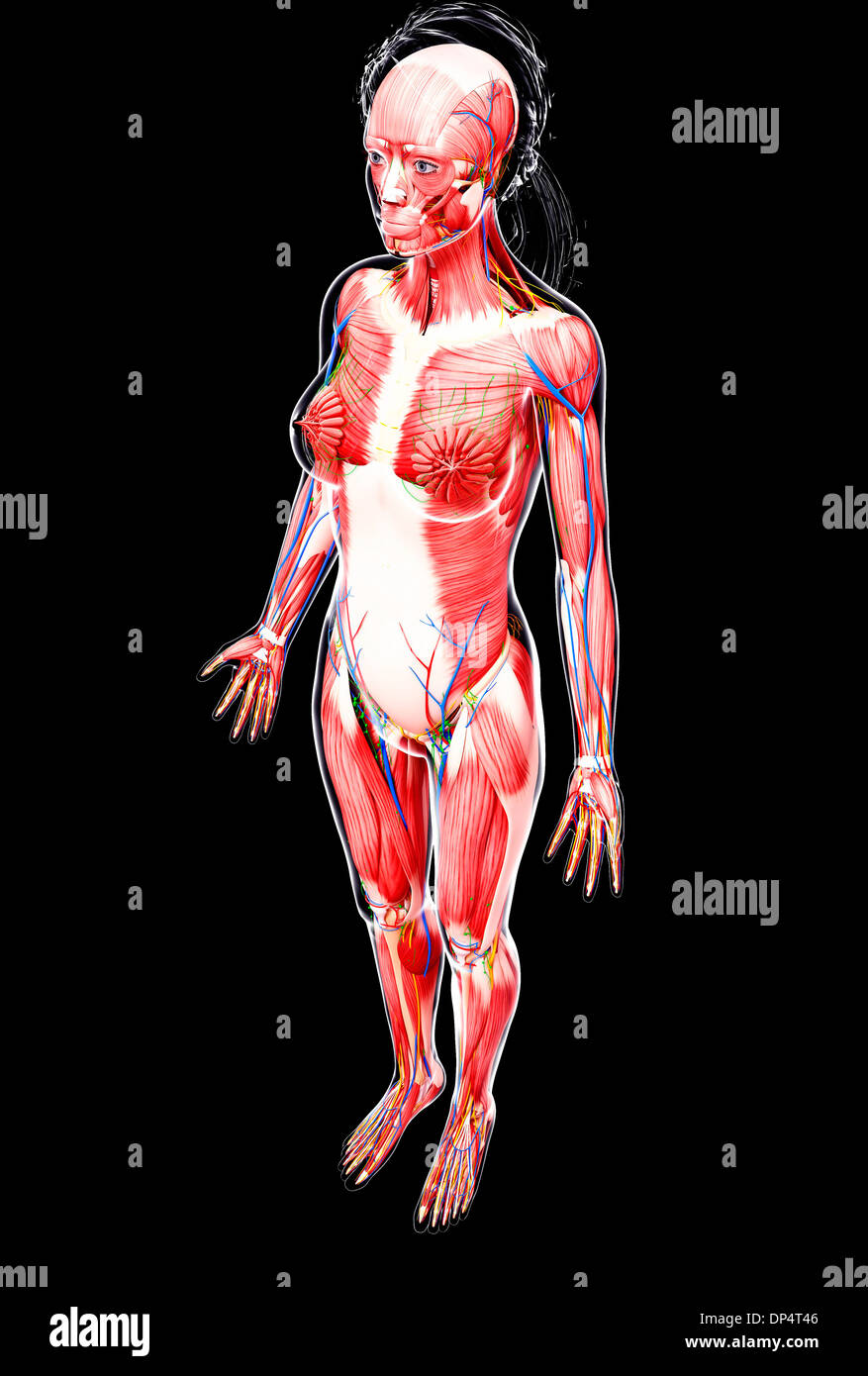 Anatomia femminile, artwork Foto Stock