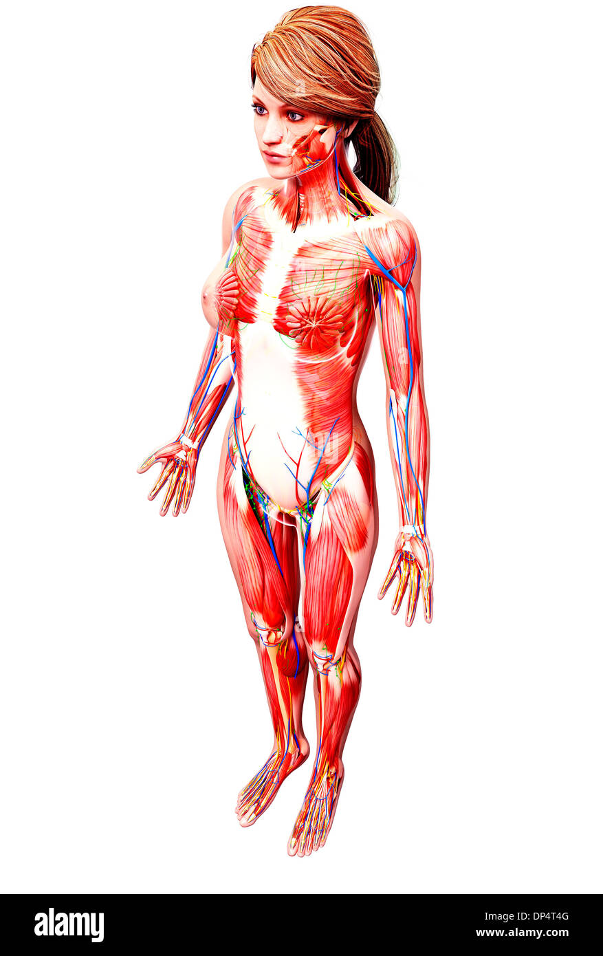 Anatomia femminile, artwork Foto Stock