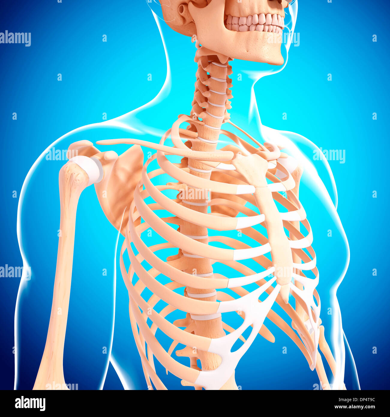 Scheletro umano, artwork Foto Stock