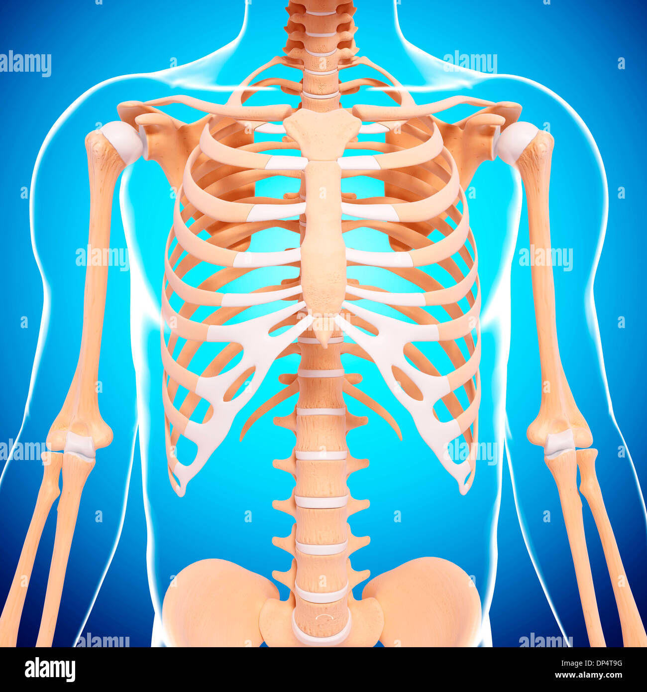 Scheletro umano, artwork Foto Stock