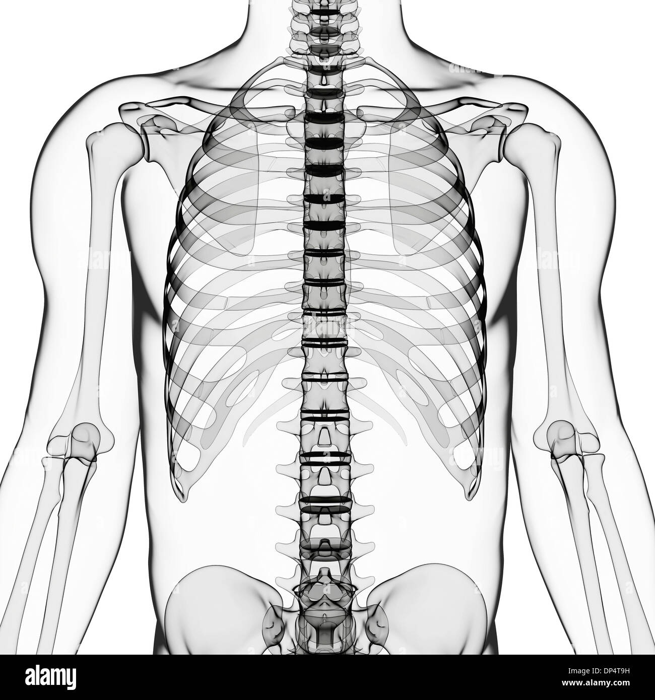 Scheletro umano, artwork Foto Stock