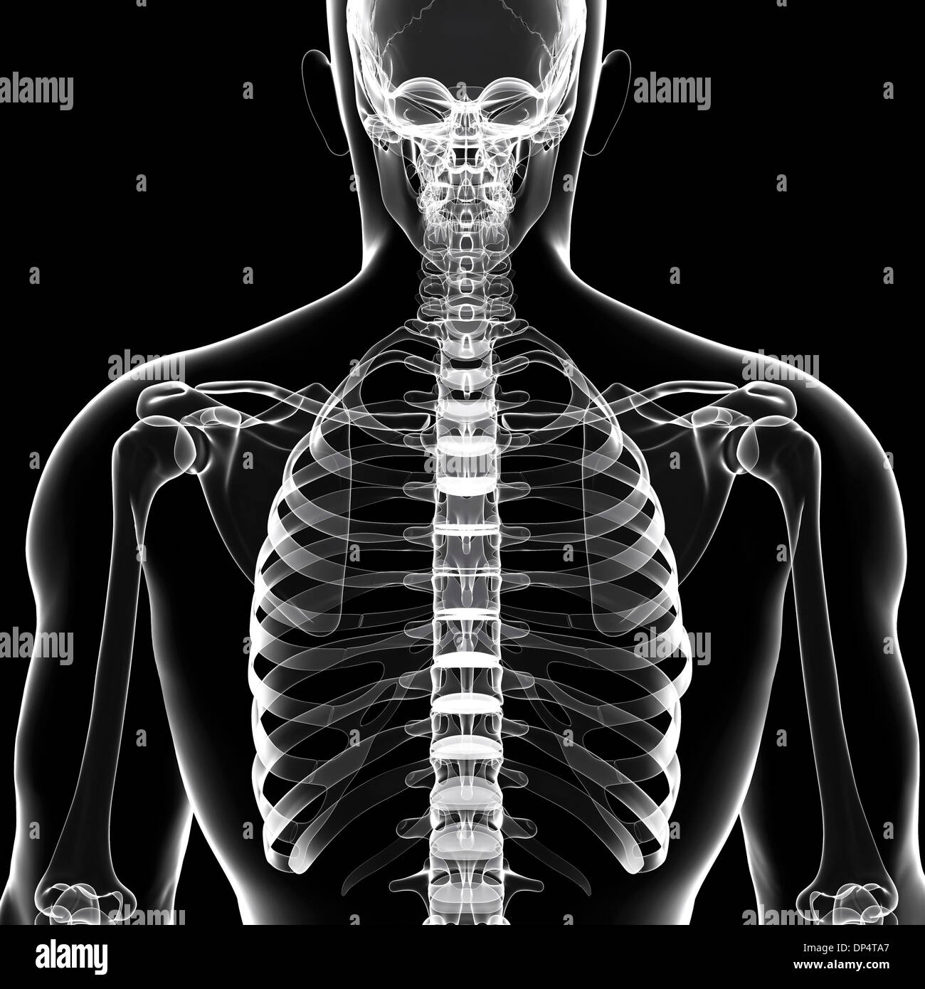 Scheletro umano, artwork Foto Stock