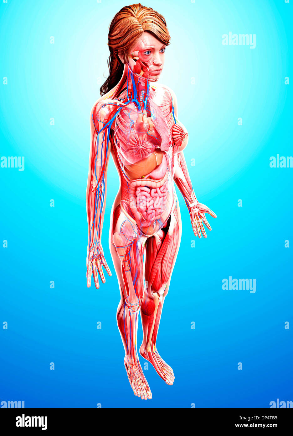 Anatomia femminile, artwork Foto Stock