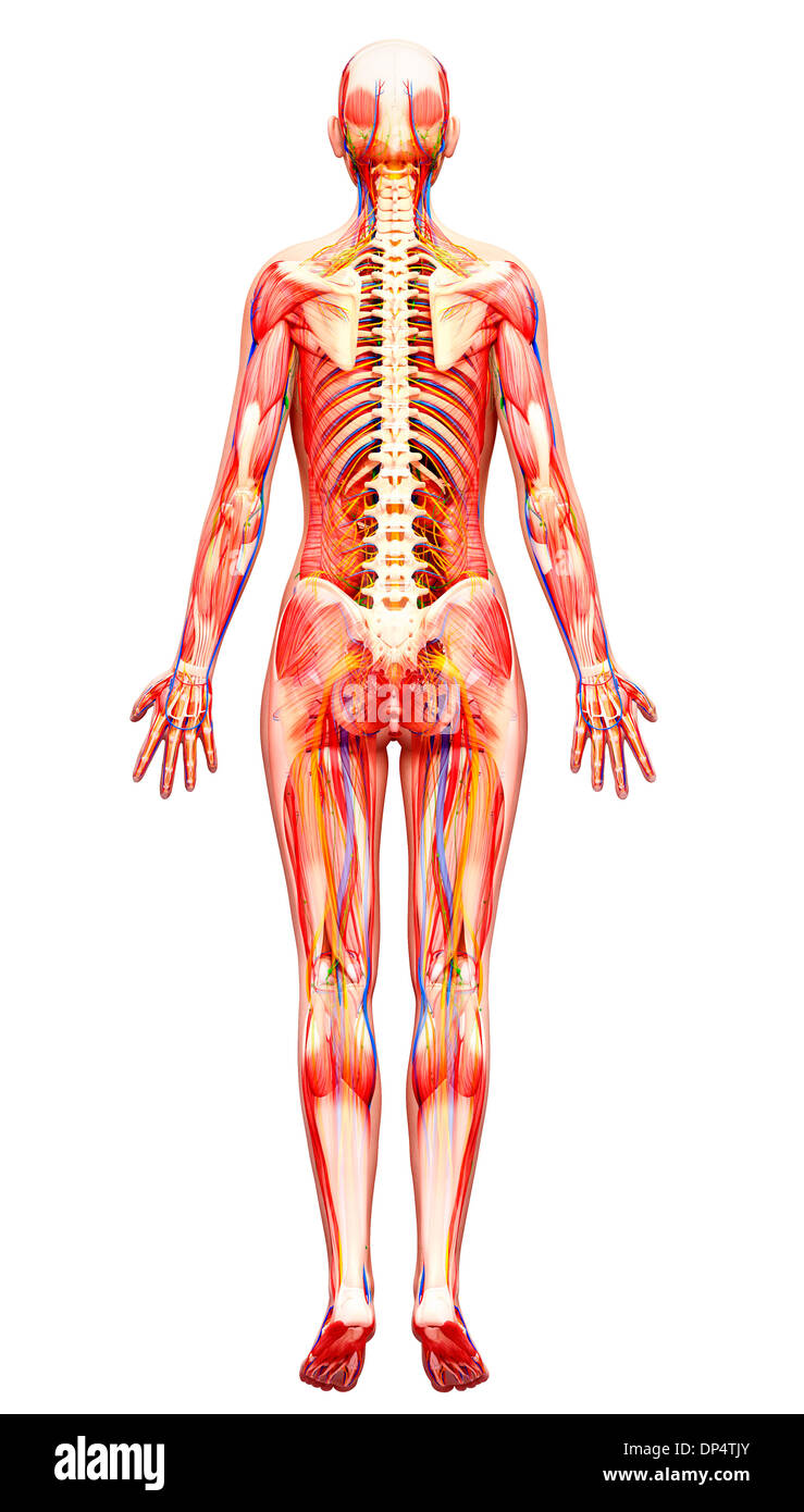 Anatomia femminile, artwork Foto Stock