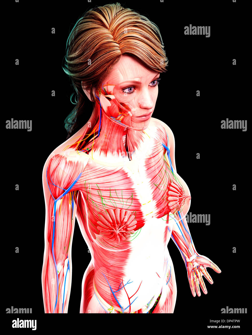 Anatomia femminile, artwork Foto Stock