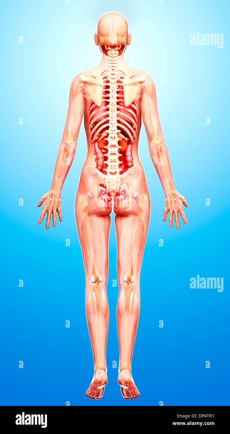 Anatomia femminile, artwork Foto Stock