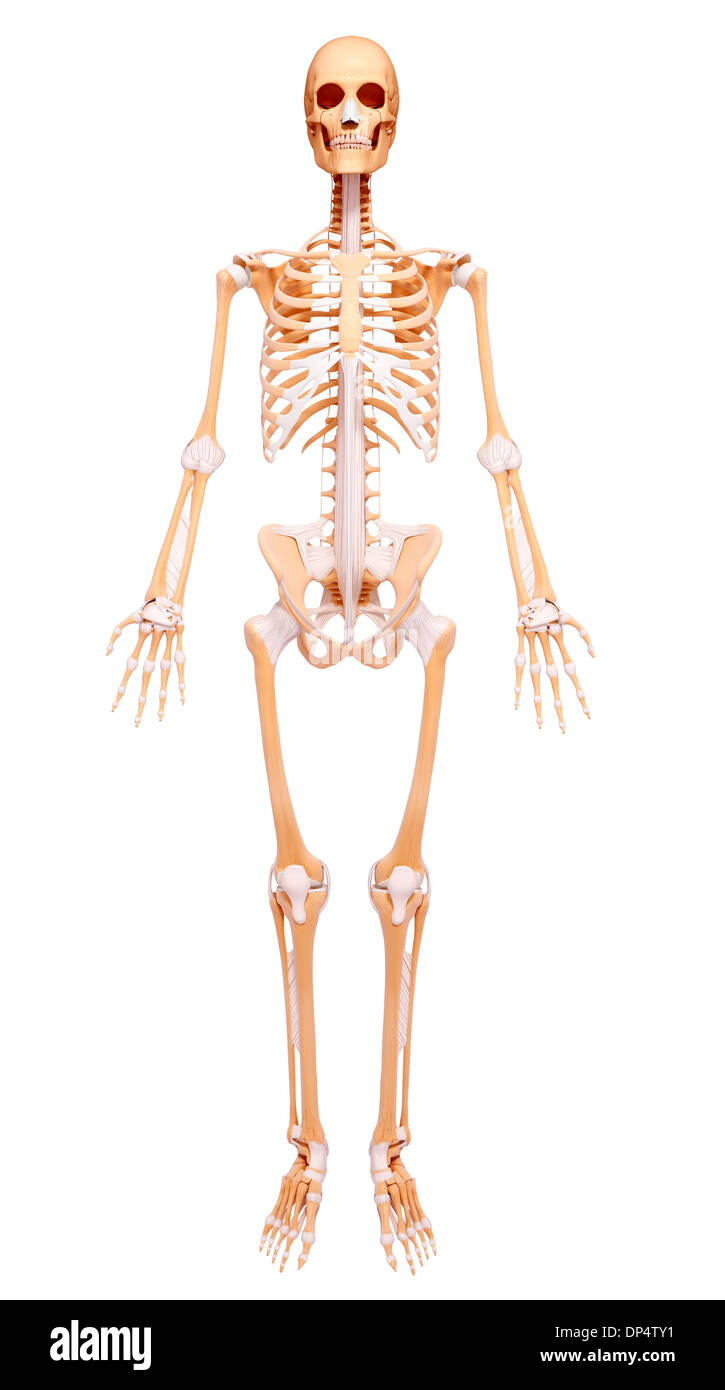 Scheletro umano, artwork Foto Stock