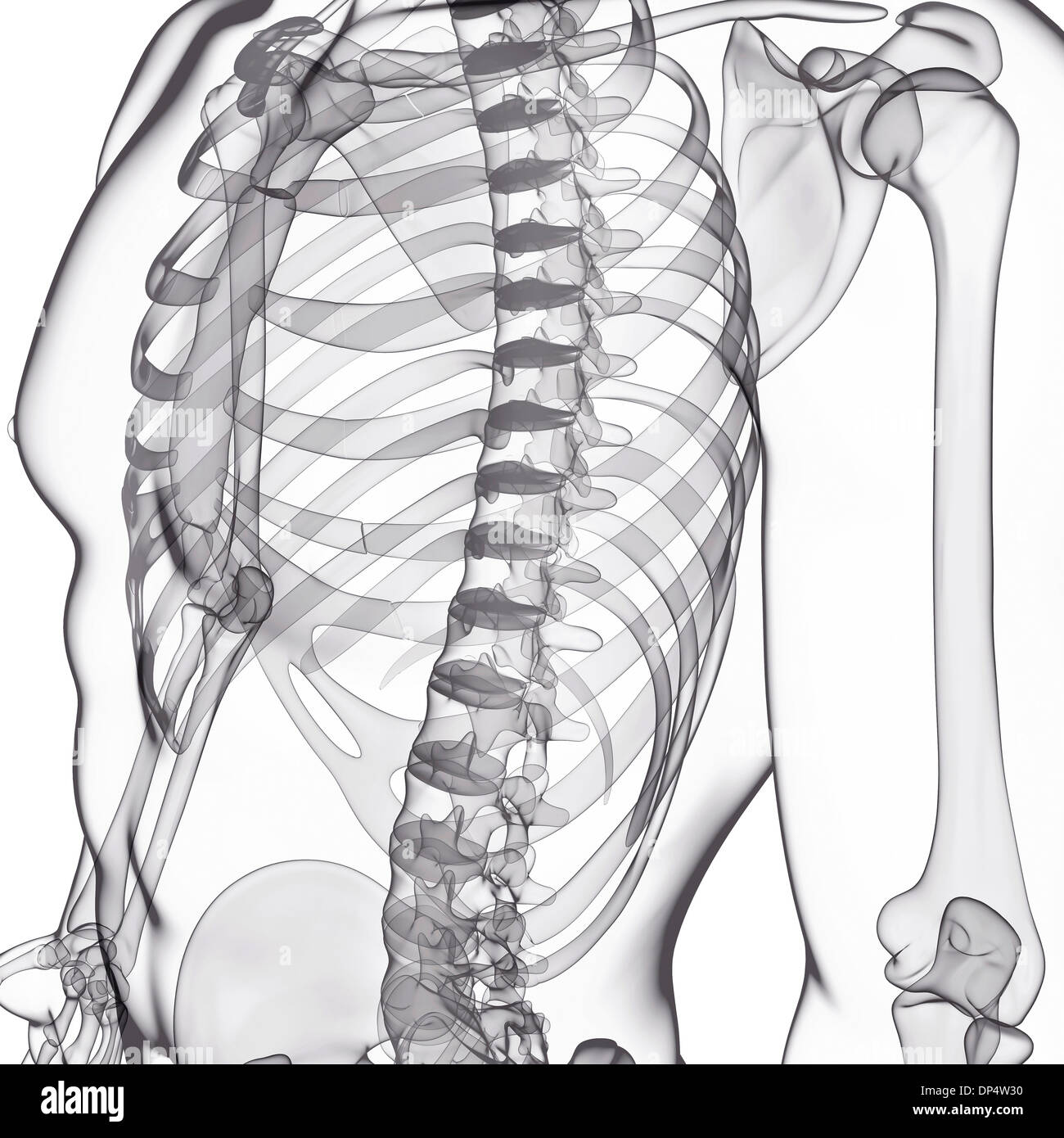 Scheletro umano, artwork Foto Stock