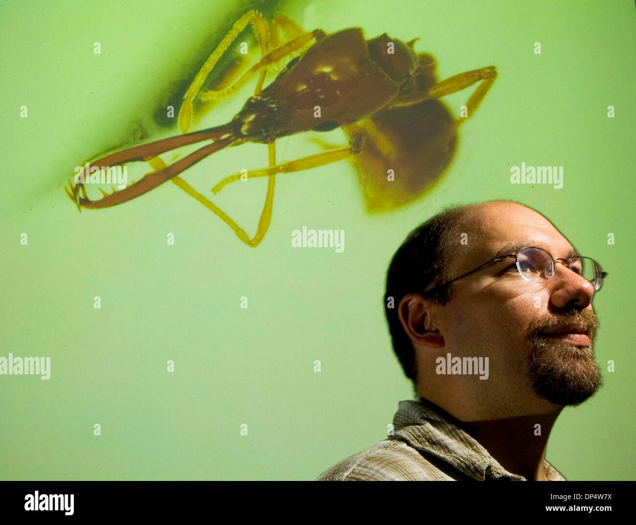 Aug 25, 2006; San Diego, CA, Stati Uniti d'America; TERRY McGLYNN, professore assistente di Biologia dell'Università di San Diego, pausa prima di una proiezione di 'Acanthognathus teledectus', un 1,5 mm ant che nidifica in ramoscelli e figliata di foglia in Costa Rica. McGLYNN sta studiando come formiche di rispondere ai cambiamenti del clima associato con il carbonio in bicicletta e come le formiche regolano il movimento del carbonio o Foto Stock