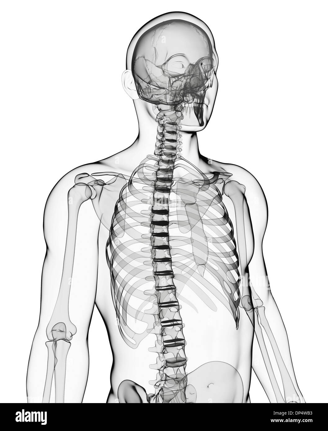 Scheletro umano, artwork Foto Stock