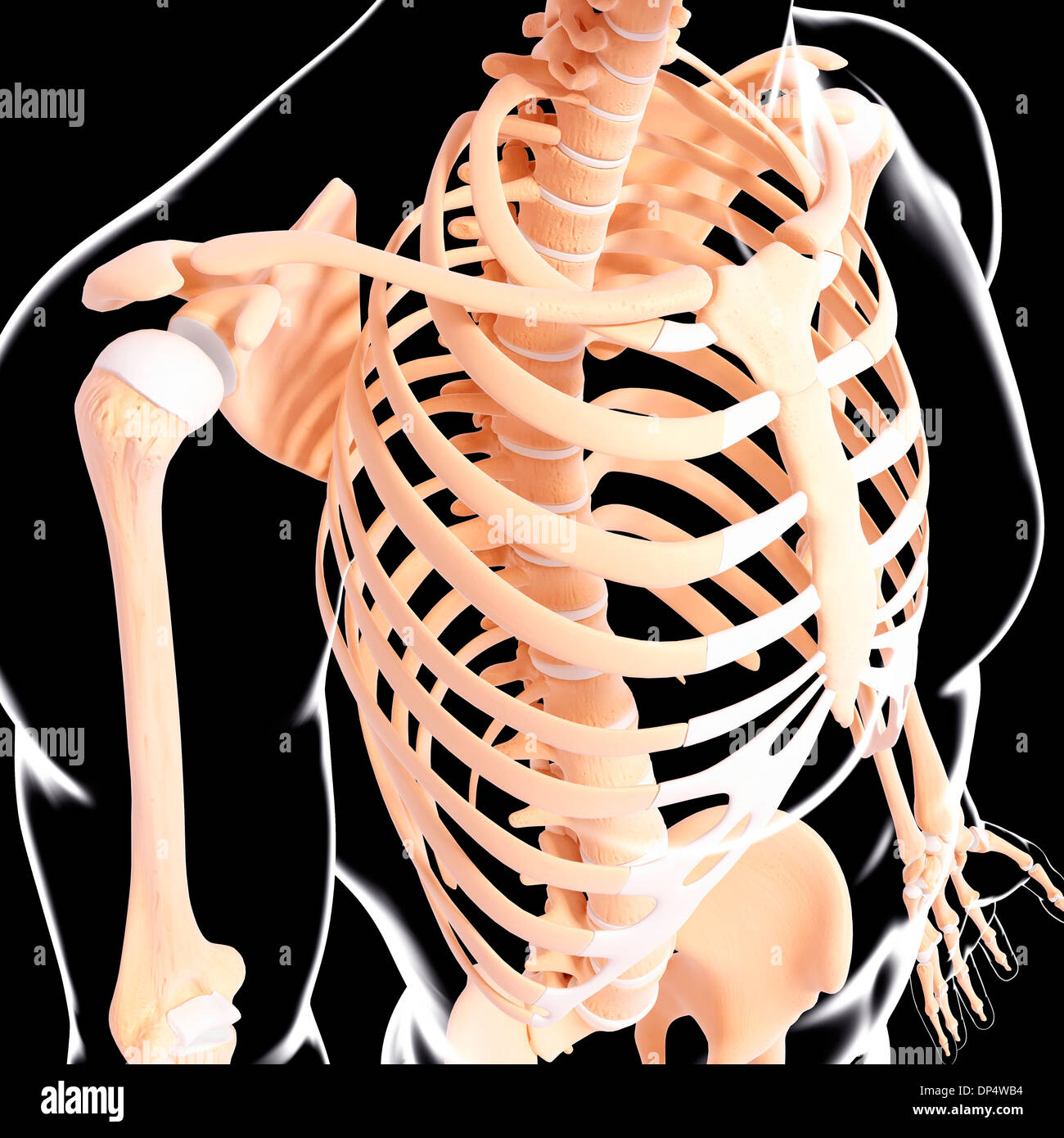 Scheletro umano, artwork Foto Stock