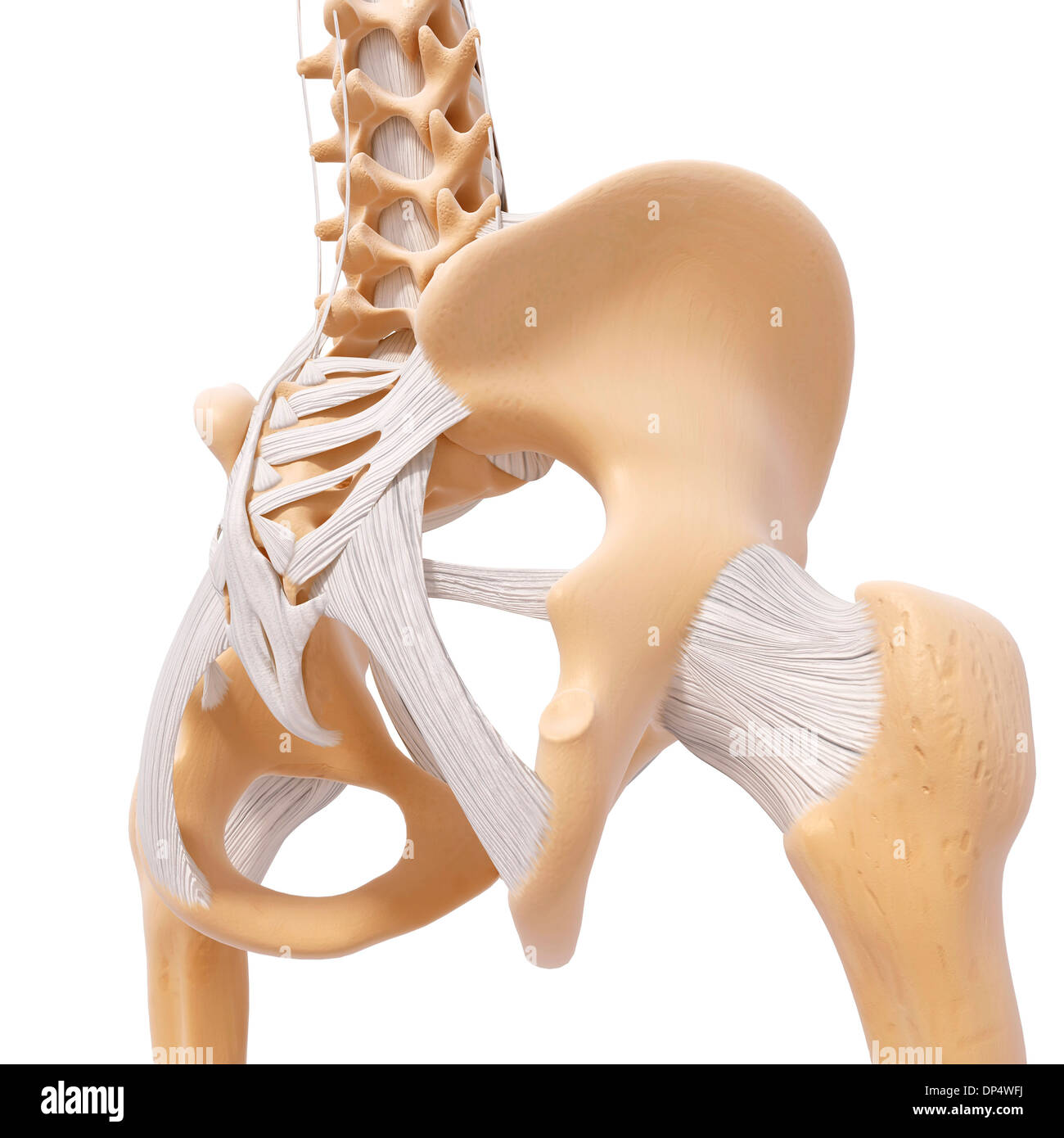 Human ossa pelviche, artwork Foto Stock