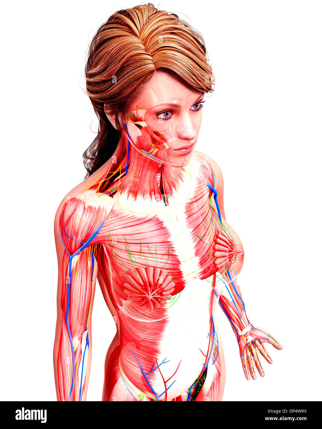 Anatomia femminile, artwork Foto Stock