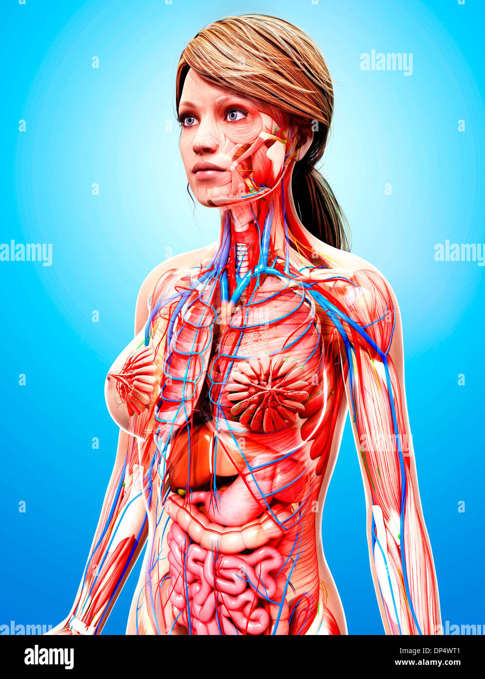 Anatomia femminile, artwork Foto Stock