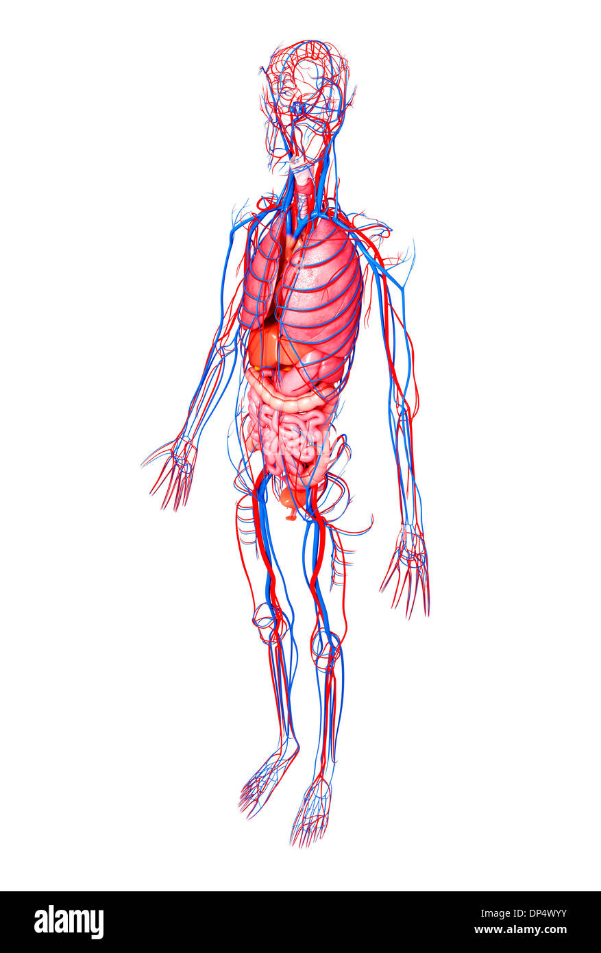 Anatomia femminile, artwork Foto Stock