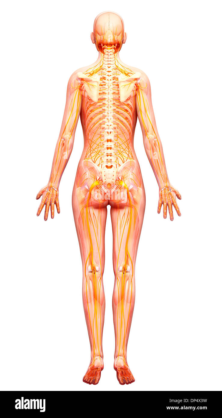 Sistema nervoso umano, artwork Foto Stock