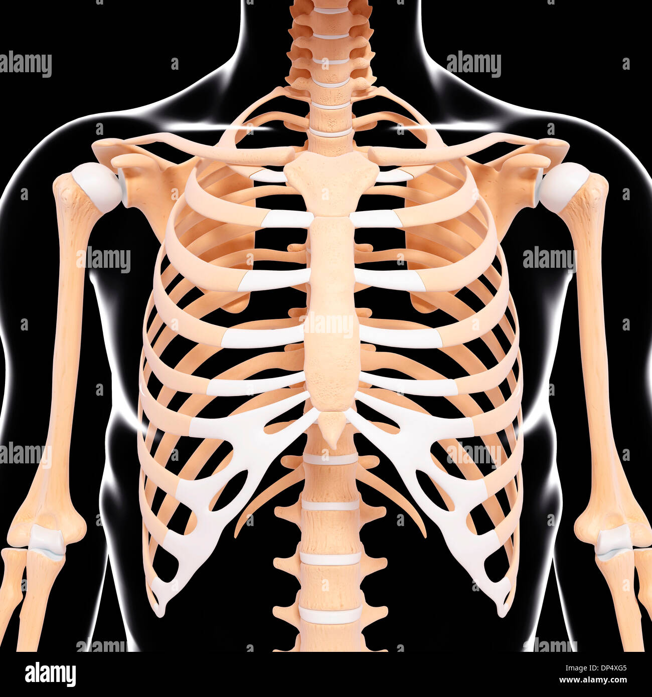 Scheletro umano, artwork Foto Stock