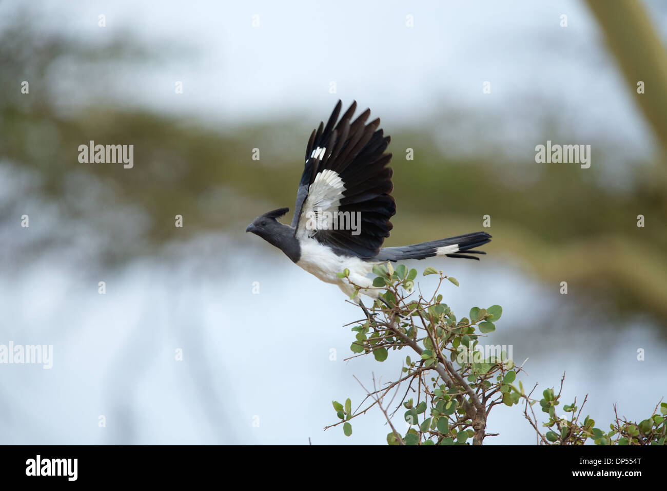 Bianco-panciuto Go-away-bird sta per prendere il via da un arbusto, Kenya Foto Stock