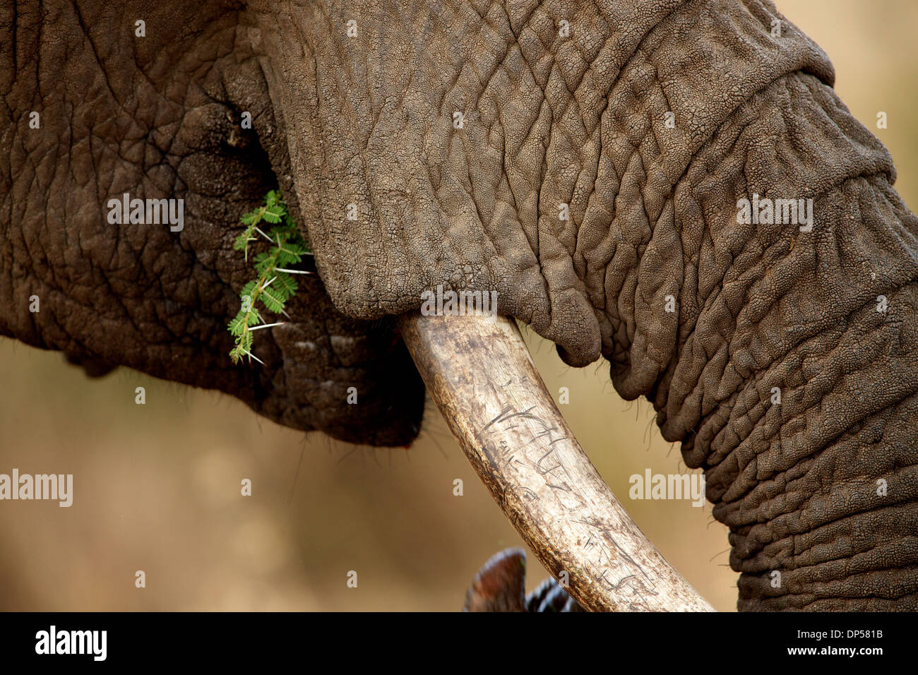 Bocca di Elephant brosmio e tronco, Kenya Foto Stock