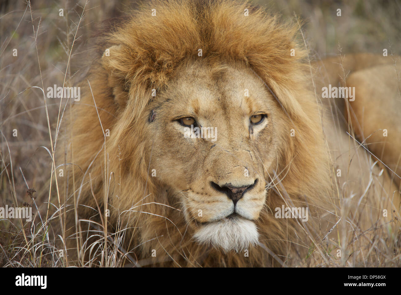 Un grande leone maschio si trova in erba lunga, Kruger, Sud Africa Foto Stock