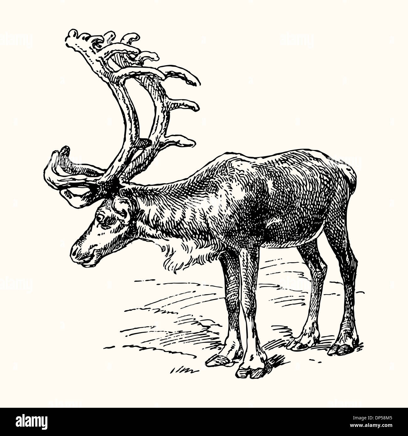 Incisione del vettore di immagine di antichissimi animali - renne Foto Stock