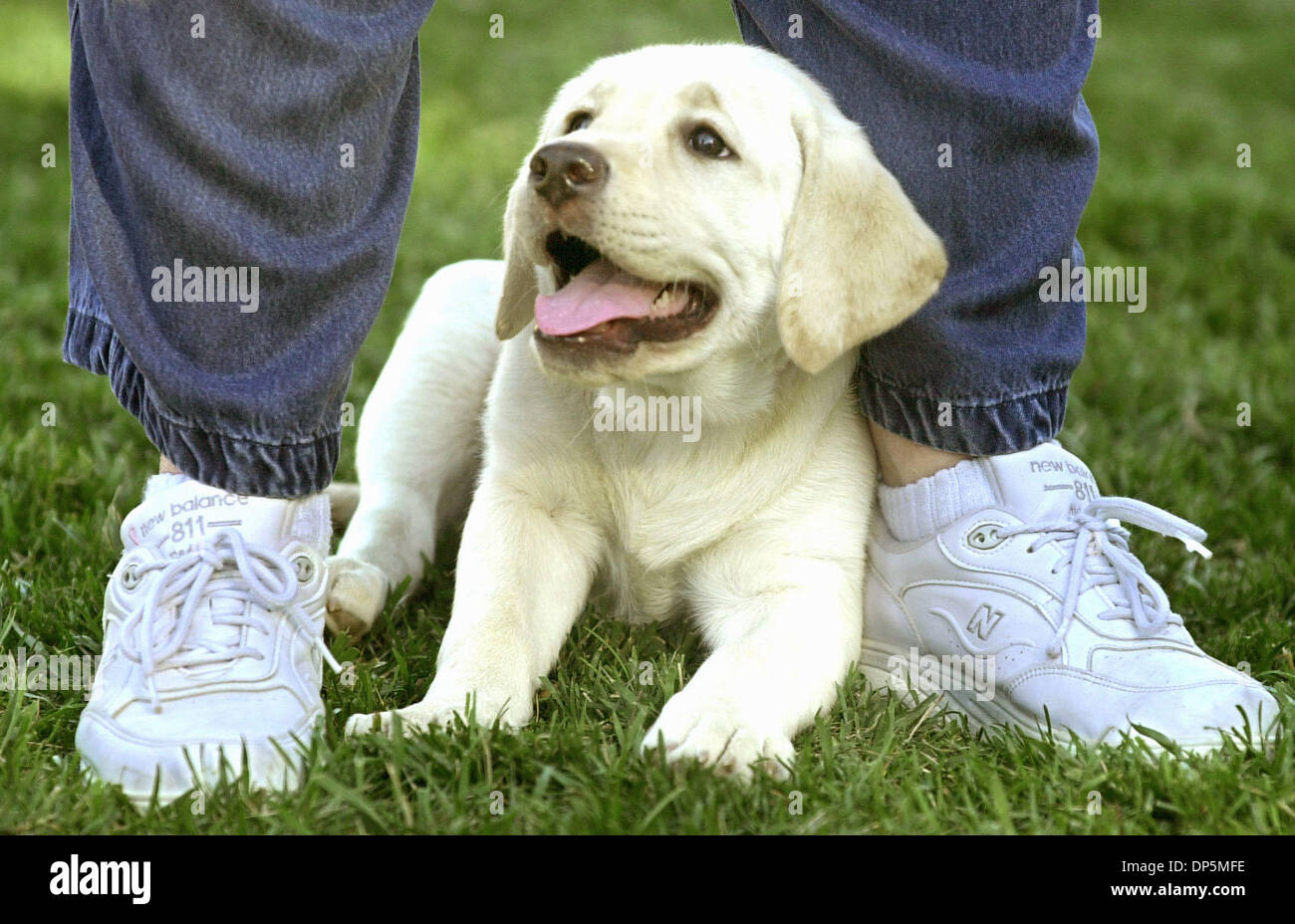 Sep 19, 2006; Alamo, CA, Stati Uniti d'America; PIXIE, uno dei cuccioli che frequentano cucciolo Pre-School, si prende una pausa tra i piedi del suo proprietario Lynne Hatcher di Walnut Creek, California, all'Hap Magee Ranch Park canine corral. Credito: Foto di Doug Duram/ZUMA premere. (©) Copyright 2006 by Contra Costa Times Foto Stock