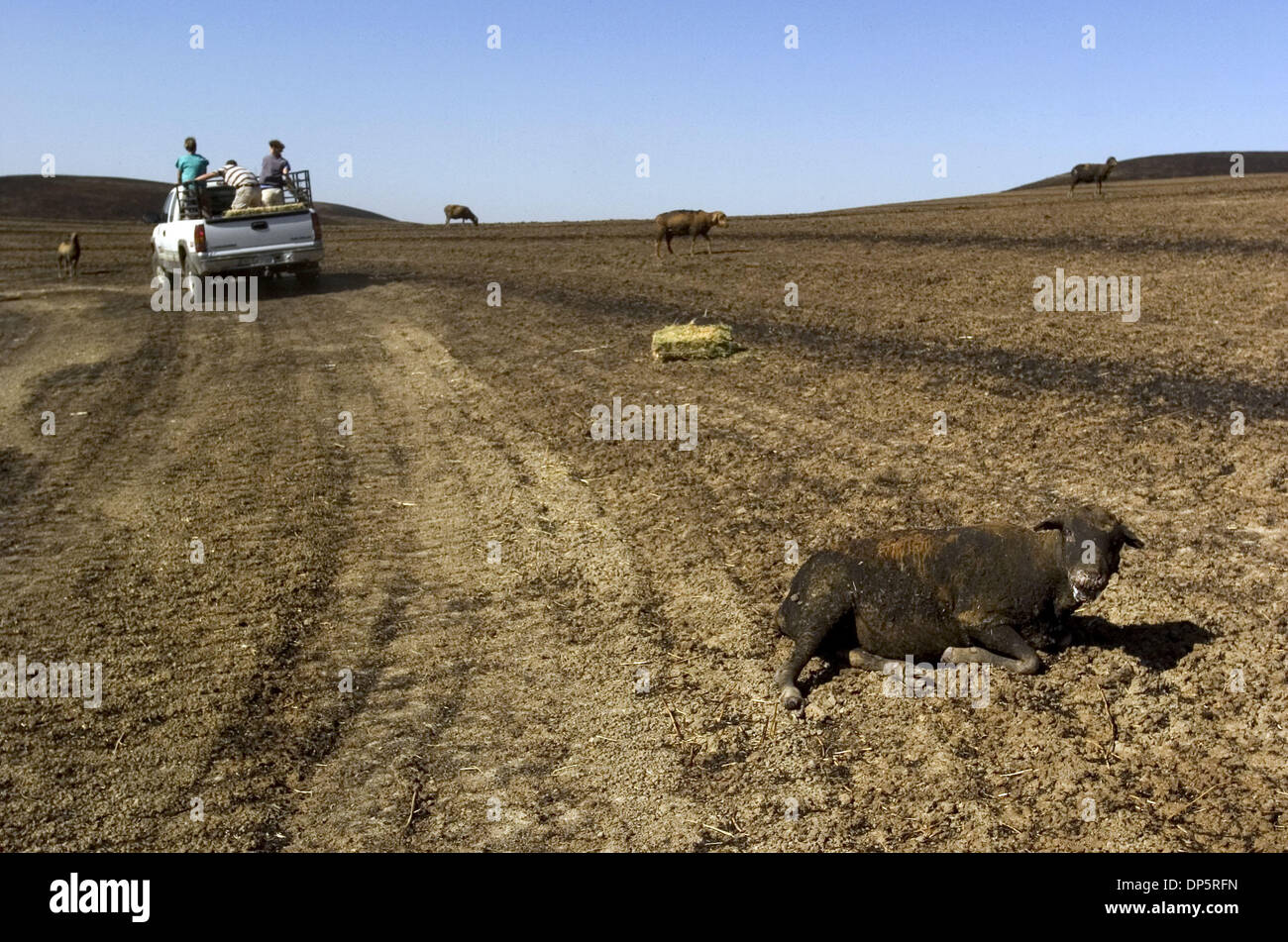 Sep 22, 2006; Zamora, CA, Stati Uniti d'America; UC Davis medici veterinari gli studenti buttare fuori di tensionamento di erba medica per pecora che è stato criticamente bruciato durante un incendio selvatico che si muoveva attraverso Zamora in Yolo County Venerdì, 22 settembre 2006. Credito: foto di Kevin tedesco/Sacramento Bee/ZUMA premere. (©) Copyright 2006 by Sacramento Bee Foto Stock