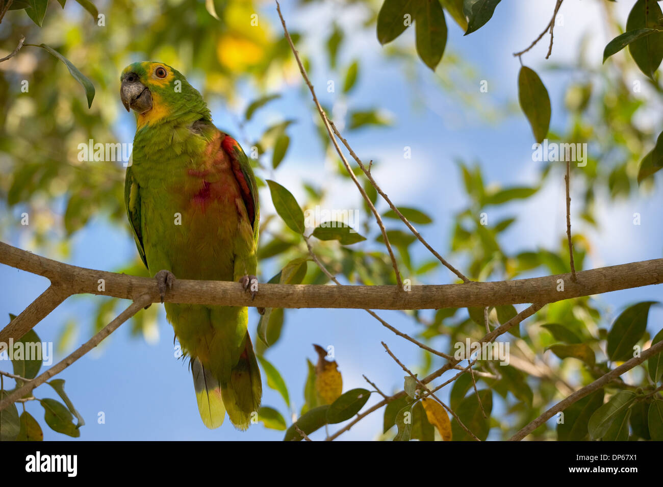 Un giallo-di fronte Parrot è seduta su una filiale in Brasile Foto Stock