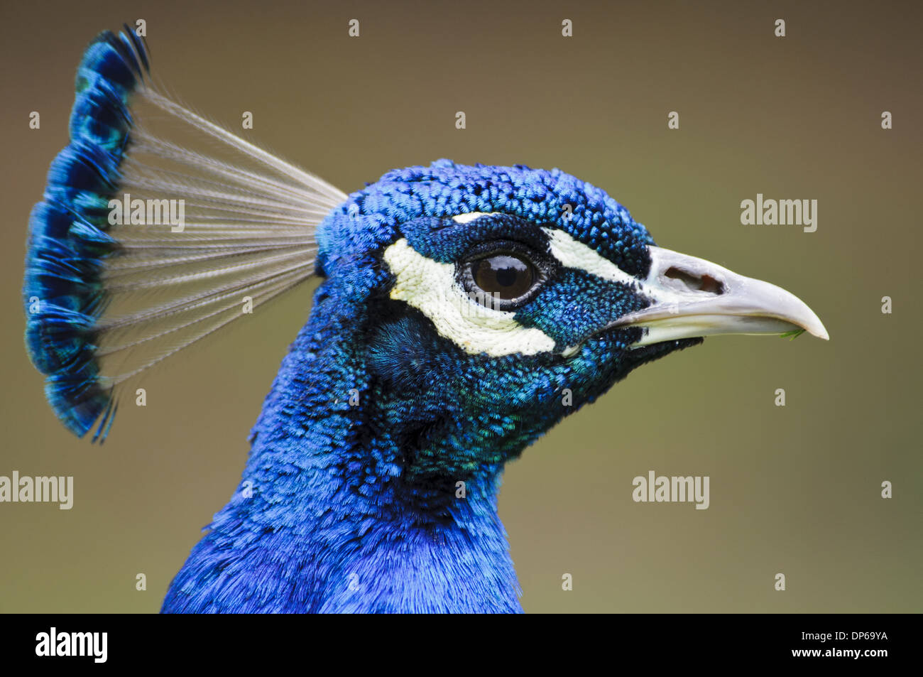 Peafowl indiano (Pavo cristatus) maschio adulto, close-up di testa, Arne RSPB Riserva, Dorset, Inghilterra, può Foto Stock Peafowl indiano (Pavo cristatus) maschio adulto, close-up di testa, Arne RSPB Riserva, Dorset, Inghilterra, può Foto Stock