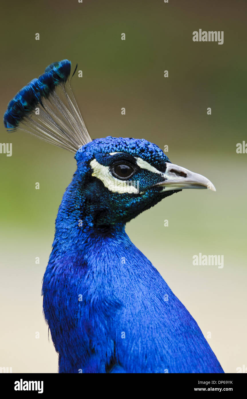 Peafowl indiano (Pavo cristatus) maschio adulto, close-up di testa e collo, Arne RSPB Riserva, Dorset, Inghilterra, può Foto Stock Peafowl indiano (Pavo cristatus) maschio adulto, close-up di testa e collo, Arne RSPB Riserva, Dorset, Inghilterra, può Foto Stock