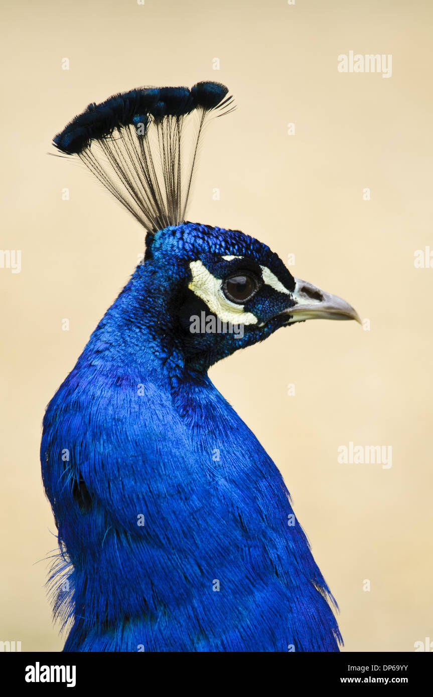 Peafowl indiano (Pavo cristatus) maschio adulto, close-up di testa e collo, Arne RSPB Riserva, Dorset, Inghilterra, può Foto Stock Peafowl indiano (Pavo cristatus) maschio adulto, close-up di testa e collo, Arne RSPB Riserva, Dorset, Inghilterra, può Foto Stock