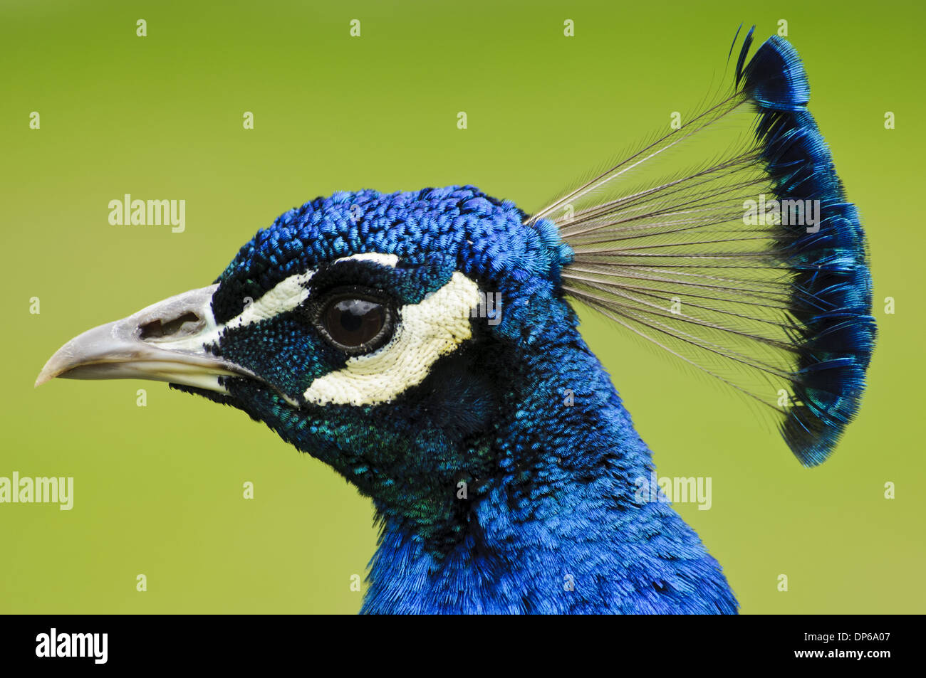 Peafowl indiano (Pavo cristatus) maschio adulto, close-up di testa, Arne RSPB Riserva, Dorset, Inghilterra, può Foto Stock Peafowl indiano (Pavo cristatus) maschio adulto, close-up di testa, Arne RSPB Riserva, Dorset, Inghilterra, può Foto Stock