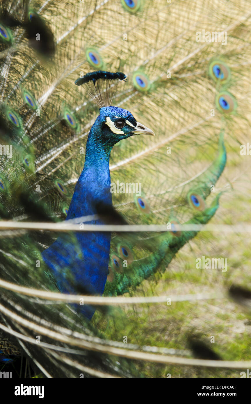 Peafowl indiano (Pavo cristatus) maschio adulto close-up della testa e del collo la visualizzazione con piume di coda sollevate Arne RSPB RISERVA Foto Stock Peafowl indiano (Pavo cristatus) maschio adulto close-up della testa e del collo la visualizzazione con piume di coda sollevate Arne RSPB RISERVA Foto Stock