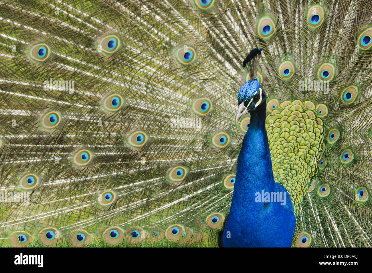 Peafowl indiano (Pavo cristatus) maschio adulto close-up della testa e del collo la visualizzazione con piume di coda sollevate Arne RSPB RISERVA Foto Stock Peafowl indiano (Pavo cristatus) maschio adulto close-up della testa e del collo la visualizzazione con piume di coda sollevate Arne RSPB RISERVA Foto Stock