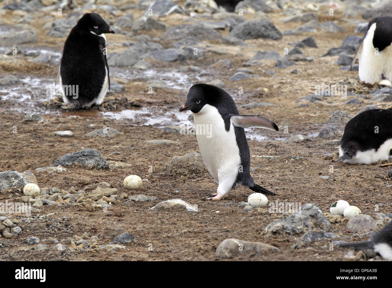 Adelie Penguin (Pygoscelis adeliae) adulto camminando accanto uova abbandonate in colonia nidificazione diavolo isola mare di Weddell Antartide Foto Stock