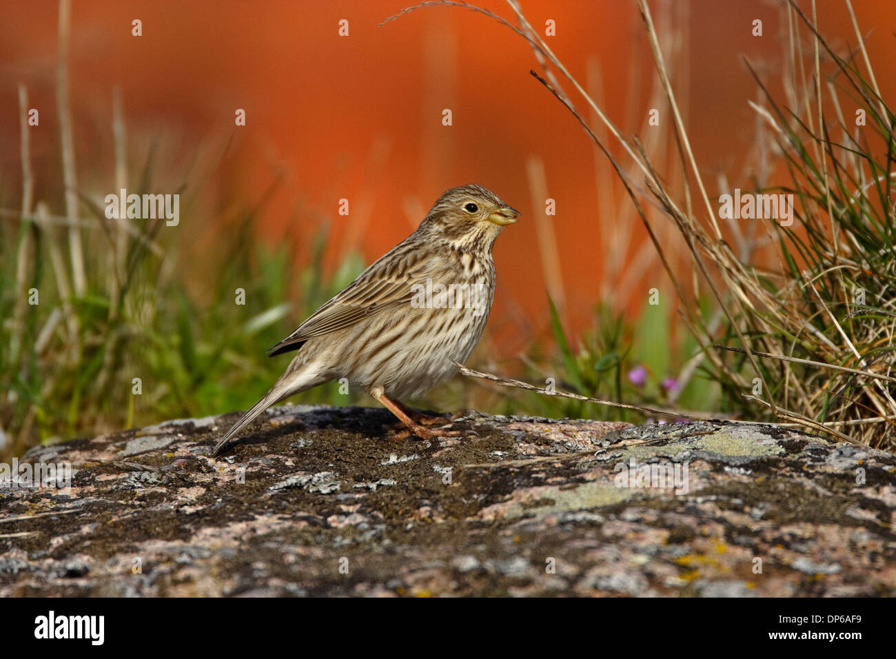 Corn Bunting (Emberiza calandra) Foto Stock