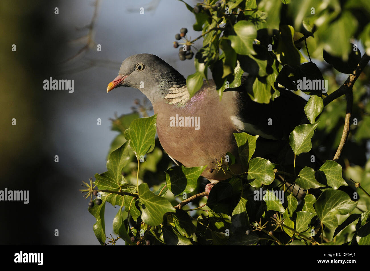 Il Colombaccio ( Columba palumbus) adulto, si nutrono di bacche di edera, Norfolk, Inghilterra, Dicembre Foto Stock