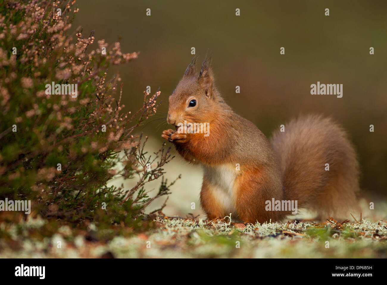 Scoiattolo rosso Scozia, scoiattolo rosso UK, Sciurus vulgaris Foto Stock