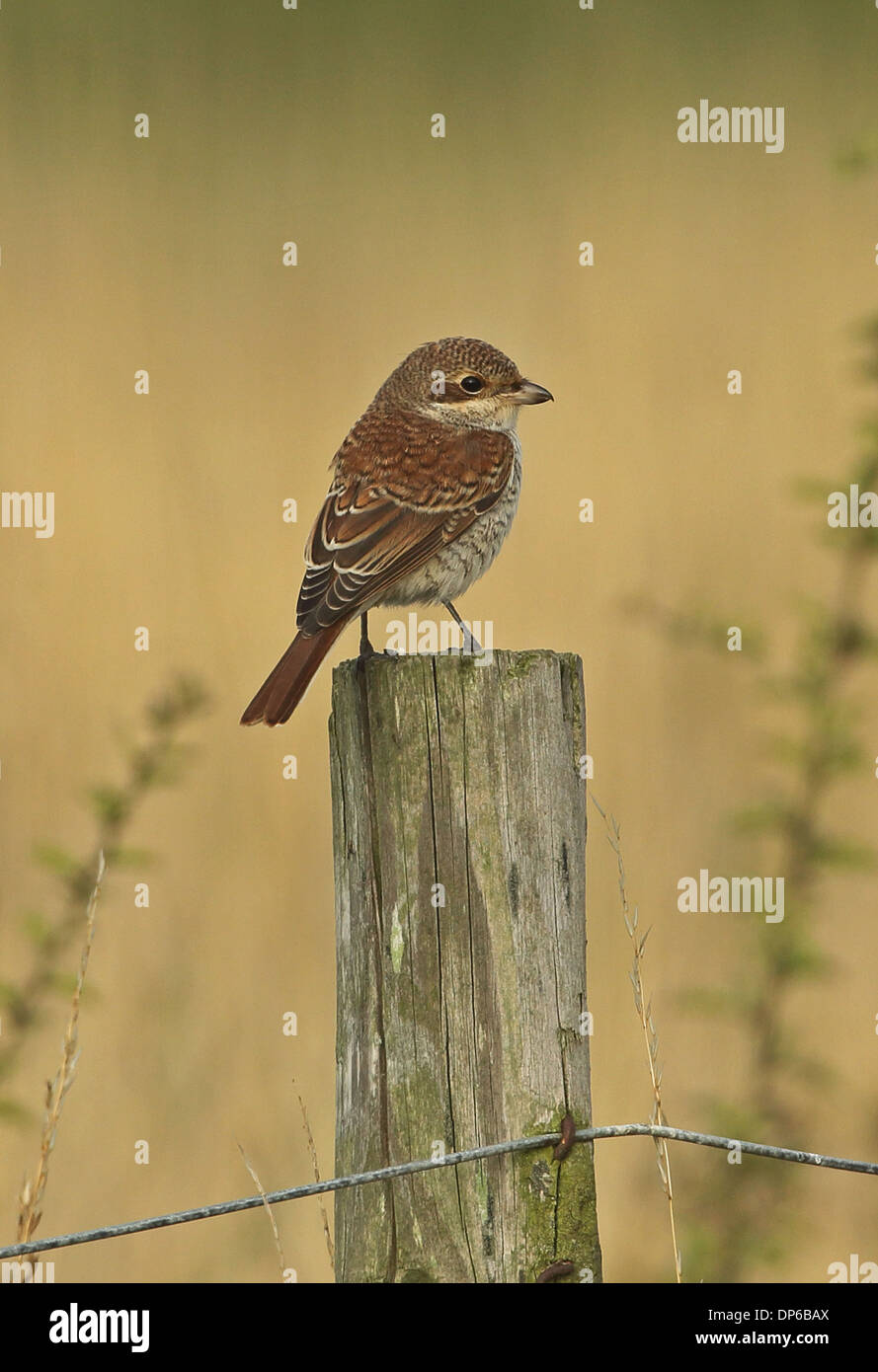 Red-backed Shrike (Lanius collurio) immatura e primo inverno piumaggio, appollaiato su fencepost, Sea Palling, Norfolk, Inghilterra, Agosto Foto Stock