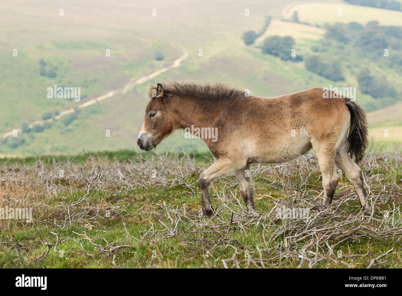 Exmoor Pony puledro - REGNO UNITO Foto Stock