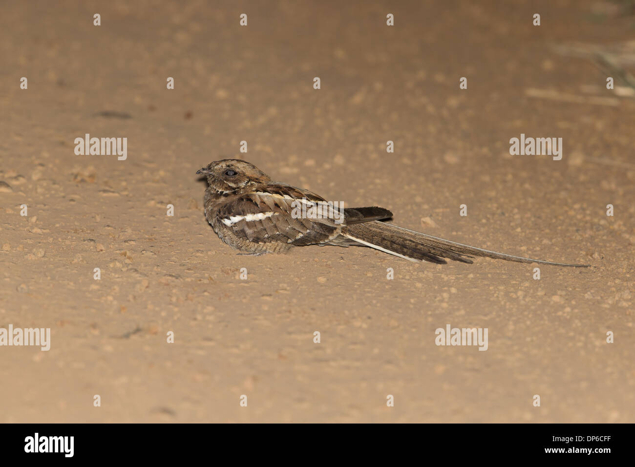 Long-tailed Nightjar (Caprimulgus climacurus) maschio adulto in appoggio sulla pista di notte nei pressi di Murchison Falls Cascate Murchison N.P. Foto Stock