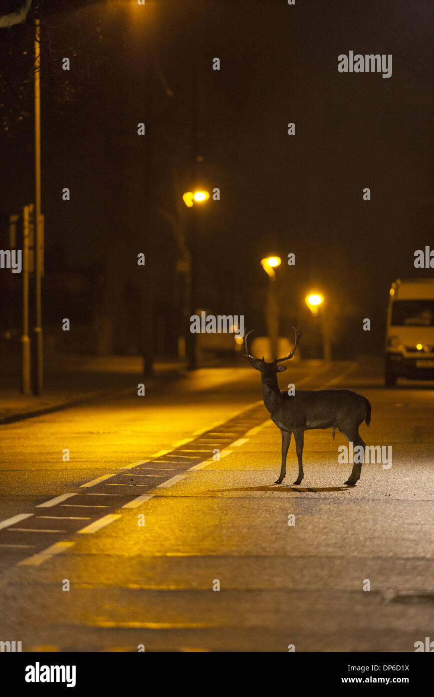 Daini (Dama Dama) buck, in piedi sulla strada urbana con traffico di passaggio di notte, Londra, Inghilterra, Marzo Foto Stock
