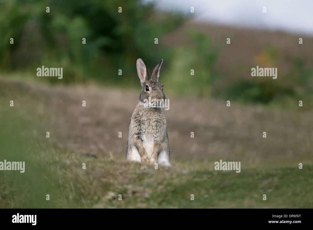 Coniglio europeo (oryctolagus cuniculus) adulto, avviso, in piedi sulle zampe posteriori, Hampshire, Inghilterra, Agosto Foto Stock