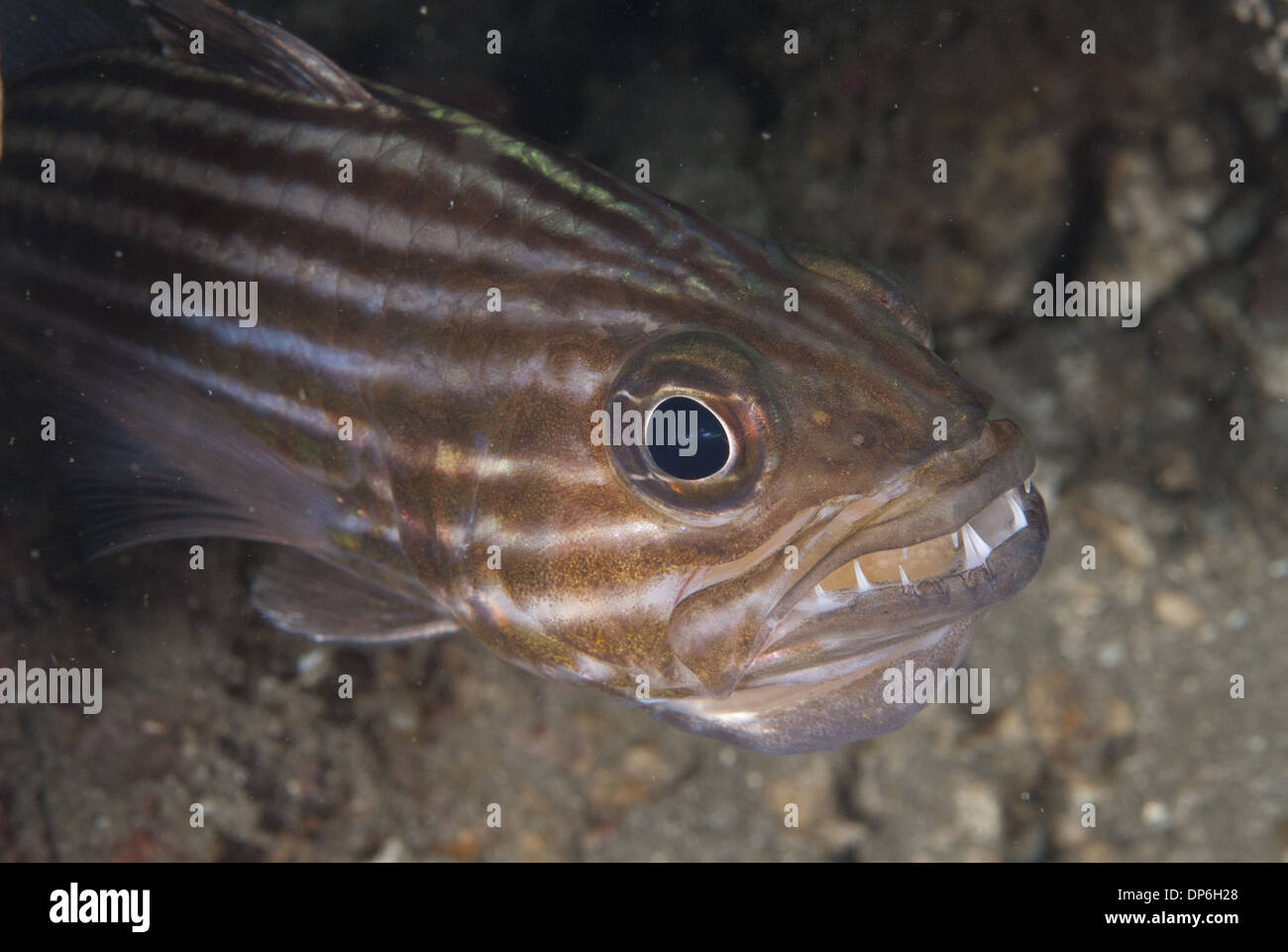 Grandi Cardinalfish dentata (Cheilodipterus macrodon) maschio adulto di close-up di bocca di testa la cova uova stretto di Lembeh Sulawesi Foto Stock